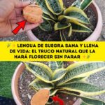 Lengua de suegra sana y llena de vida: el truco natural que la hará florecer sin parar