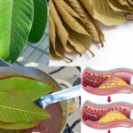 “Hojas de Guayaba: El Secreto Natural para Tratar 15 Afecciones Comunes”