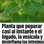 PLANTA QUE PUEDE REPARAR CASI AL INSTANTE EL HÍGADO